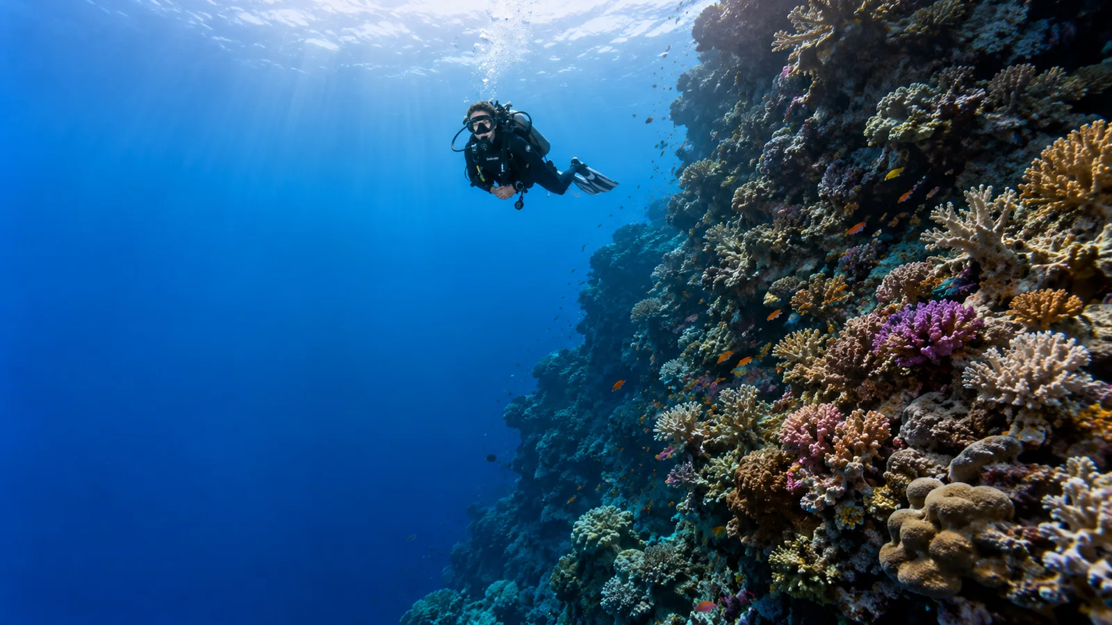 Kurs PADI Divemaster