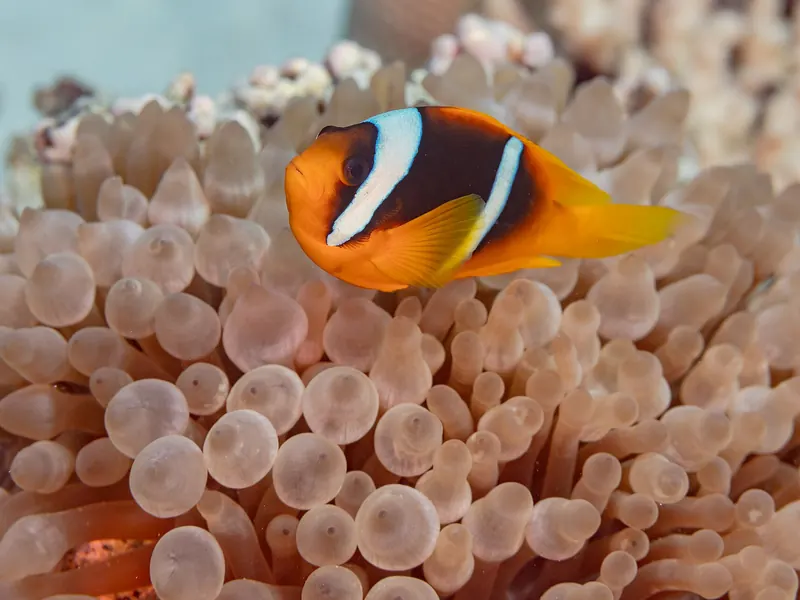 Błazenek dwupręgi (Amphiprion bicinctus) w ukwiale bąbelkowym w Morzu Czerwonym