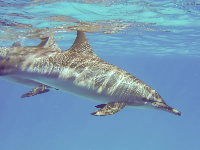Delfin długonosy (Stenella longirostris) tuż pod powierzchnią w Morzu Czerwonym w Egipcie