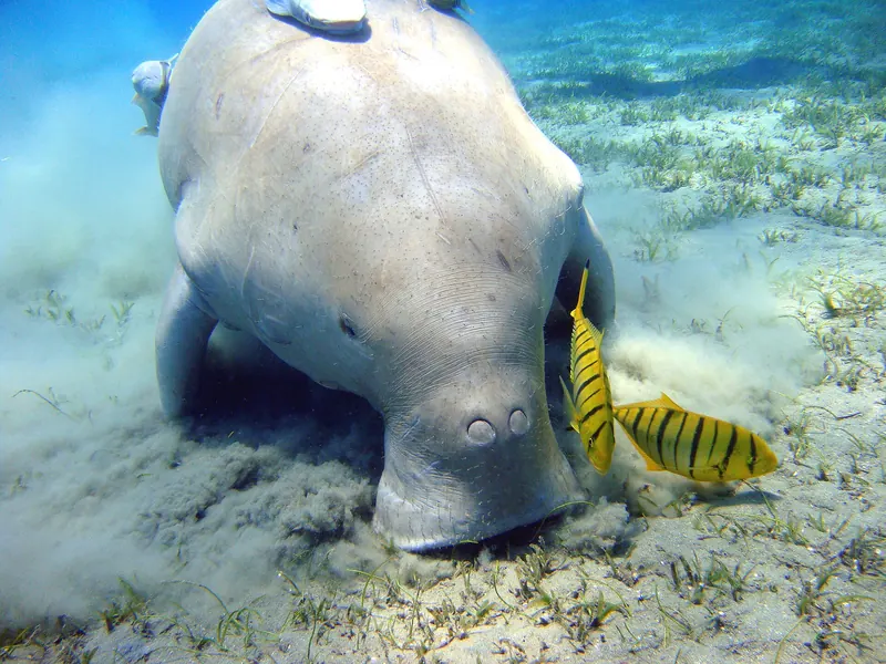 Diugoń (Dugong dugon) żerujący na łące trawy morskiej koło Marsa Alam