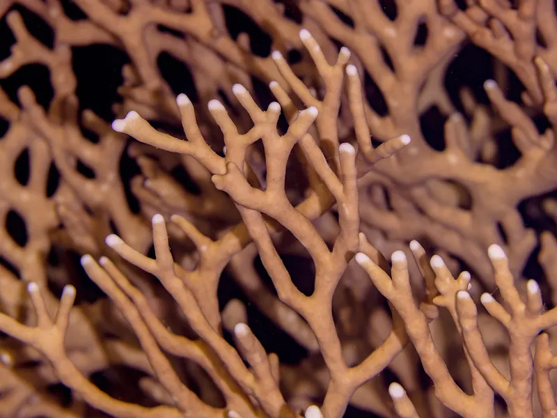 Zbliżenie na koral ognisty (Millepora dichotoma) z białymi końcówkami gałązek w Morzu Czerwonym