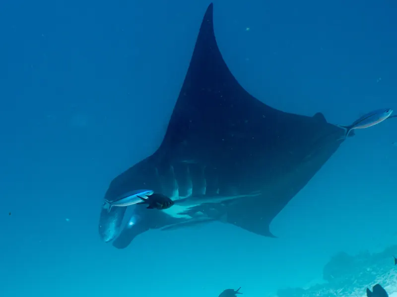Manta rafowa (Mobula alfredi) w toni, widziana od spodu