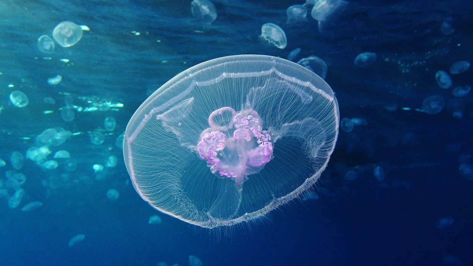 Chełbie modre (Aurelia aurita) w toni przy rafie Gota Sagher w Morzu Czerwonym