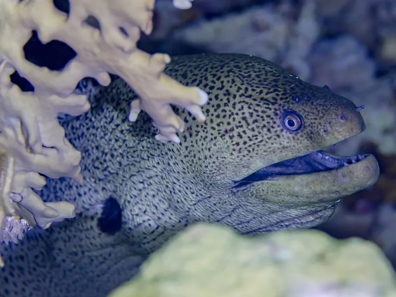 Murena olbrzymia (Gymnothorax javanicus) wyglądająca spod koralowca ognistego w Morzu Czerwonym