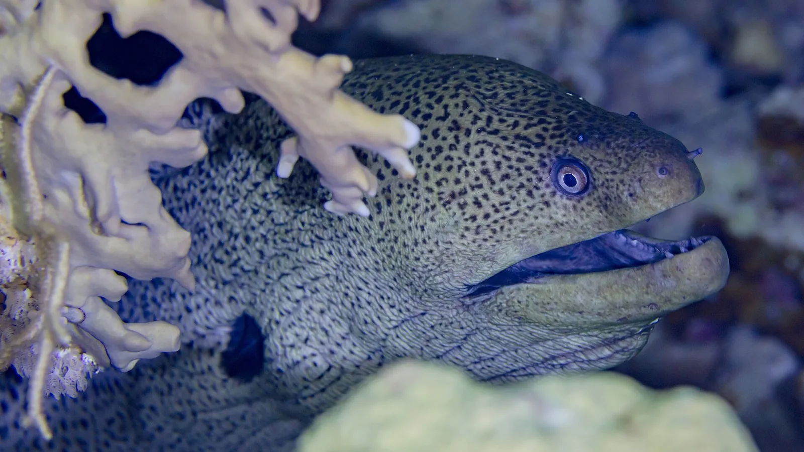 Murena olbrzymia (Gymnothorax javanicus) wyglądająca spod koralowca ognistego w Morzu Czerwonym
