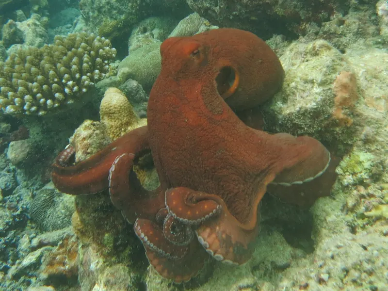 Ośmiornica dzienna (Octopus cyanea) w czerwonym ubarwieniu na rafie koralowej