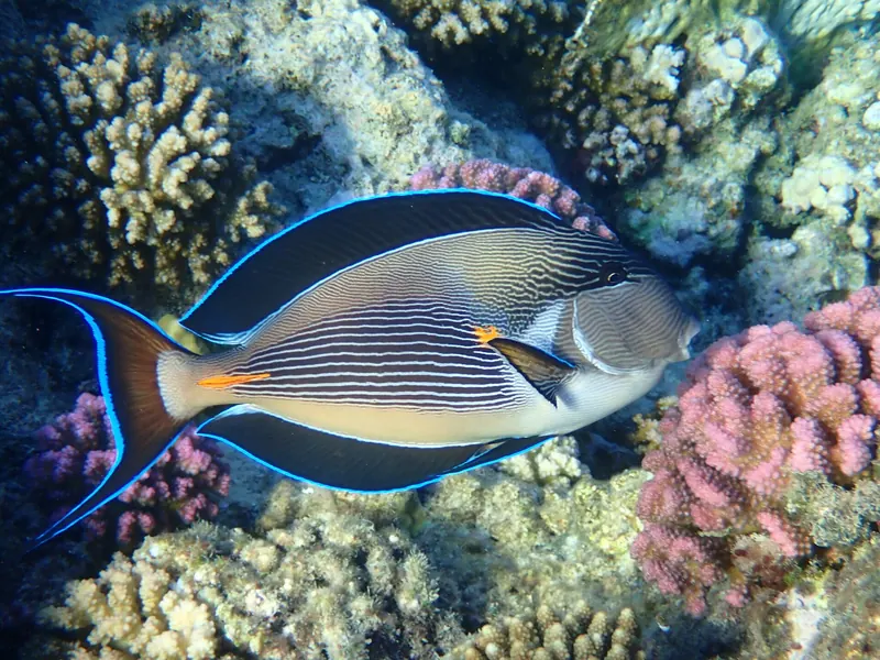 Pokolec arabski, sohal (Acanthurus sohal) nad płytką rafą koralową