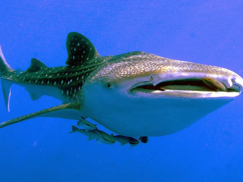 Rekin wielorybi (Rhincodon typus) przy rafie Daedalus w egipskiej części Morza Czerwonego