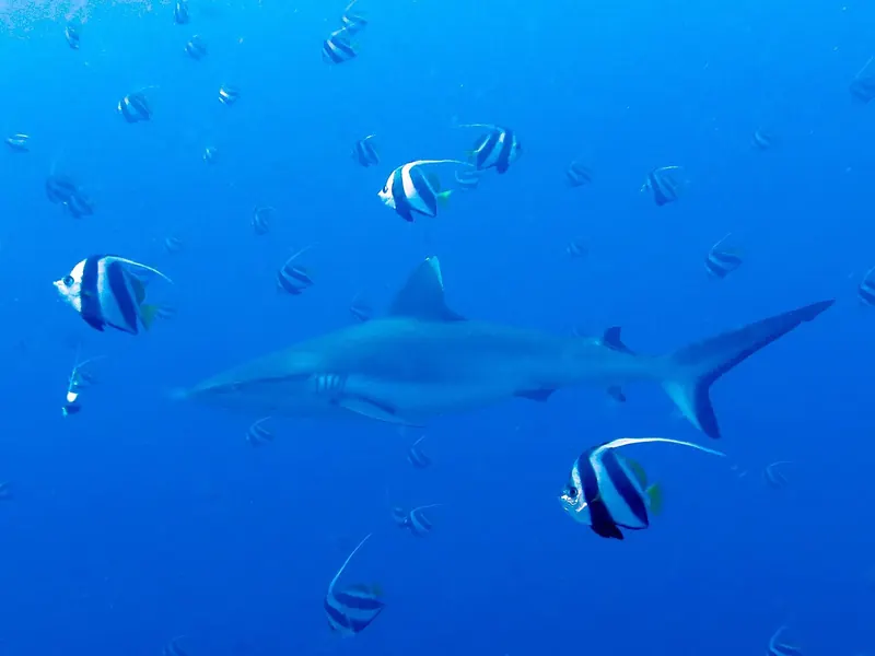 Rekin szary rafowy (Carcharhinus amblyrhynchos) w toni wśród pasiastych ryb rafowych