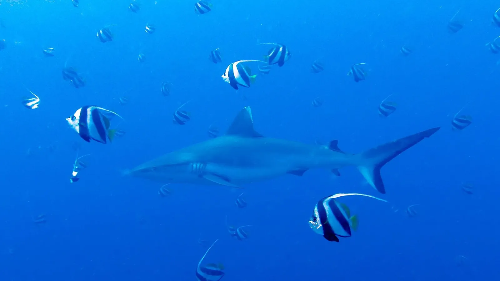 Rekin szary rafowy (Carcharhinus amblyrhynchos) w toni wśród pasiastych ryb rafowych