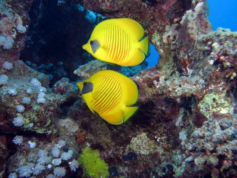 Para chetoników maskowych (Chaetodon semilarvatus) przy rafie koralowej
