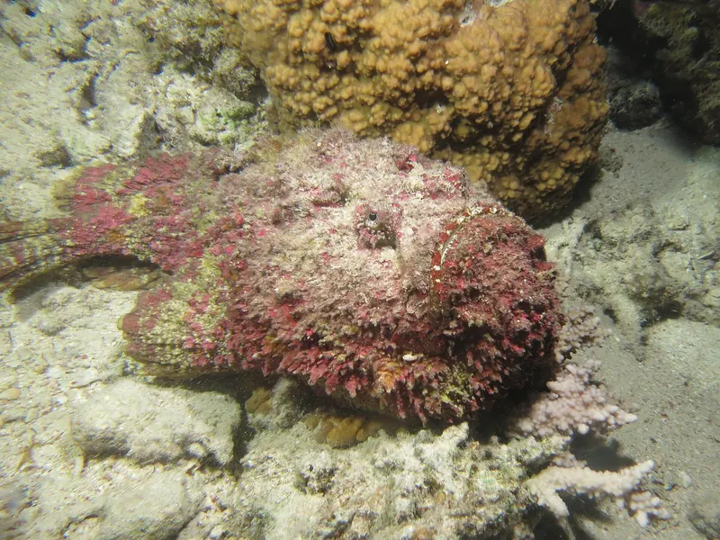 Ryba kamień (Synanceia verrucosa) zamaskowana na dnie wśród gruzu koralowego
