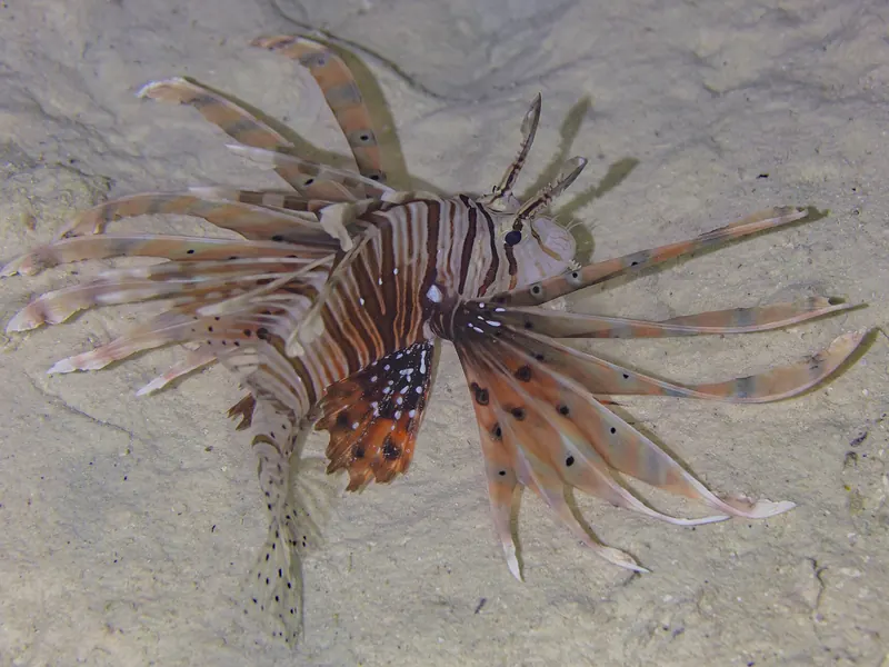 Skrzydlica (Pterois miles) z rozłożonymi płetwami przy rafie w Morzu Czerwonym w Egipcie