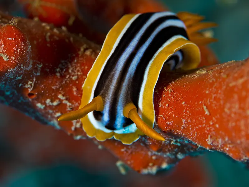 Ślimak nagoskrzelny Chromodoris quadricolor na czerwonej gąbce