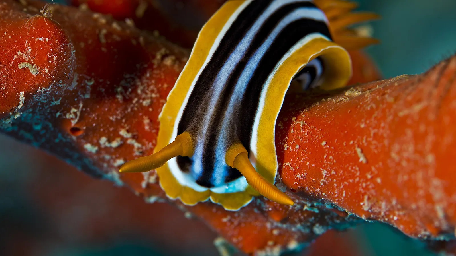 Ślimak nagoskrzelny Chromodoris quadricolor na czerwonej gąbce
