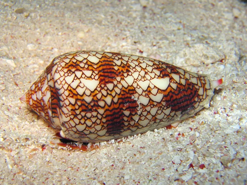 Żywy stożek tekstylny (Conus textile) na piasku pod wodą