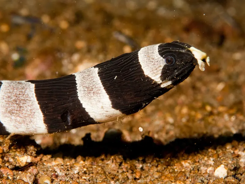 Węgorz wężowy (Myrichthys colubrinus) w czarno-białe pasy na piaszczystym dnie
