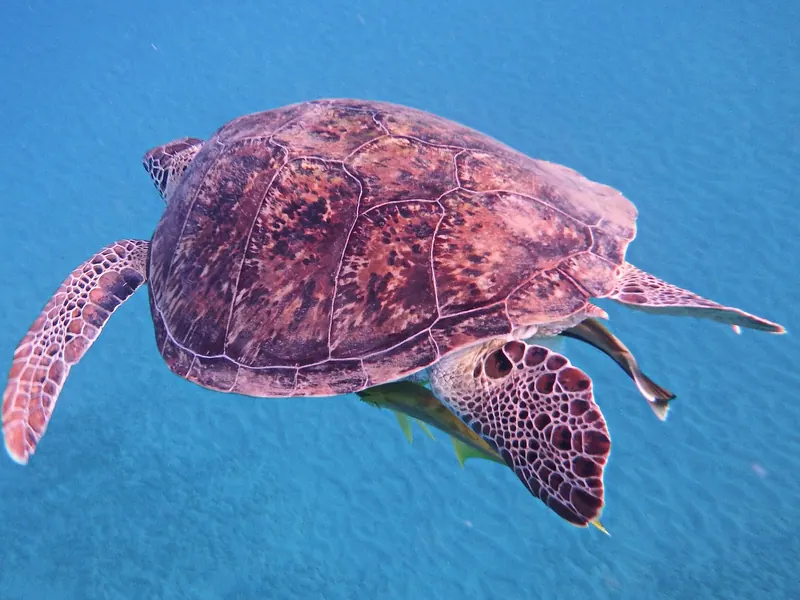 Żółw zielony (Chelonia mydas) płynący nad piaszczystym dnem w Morzu Czerwonym